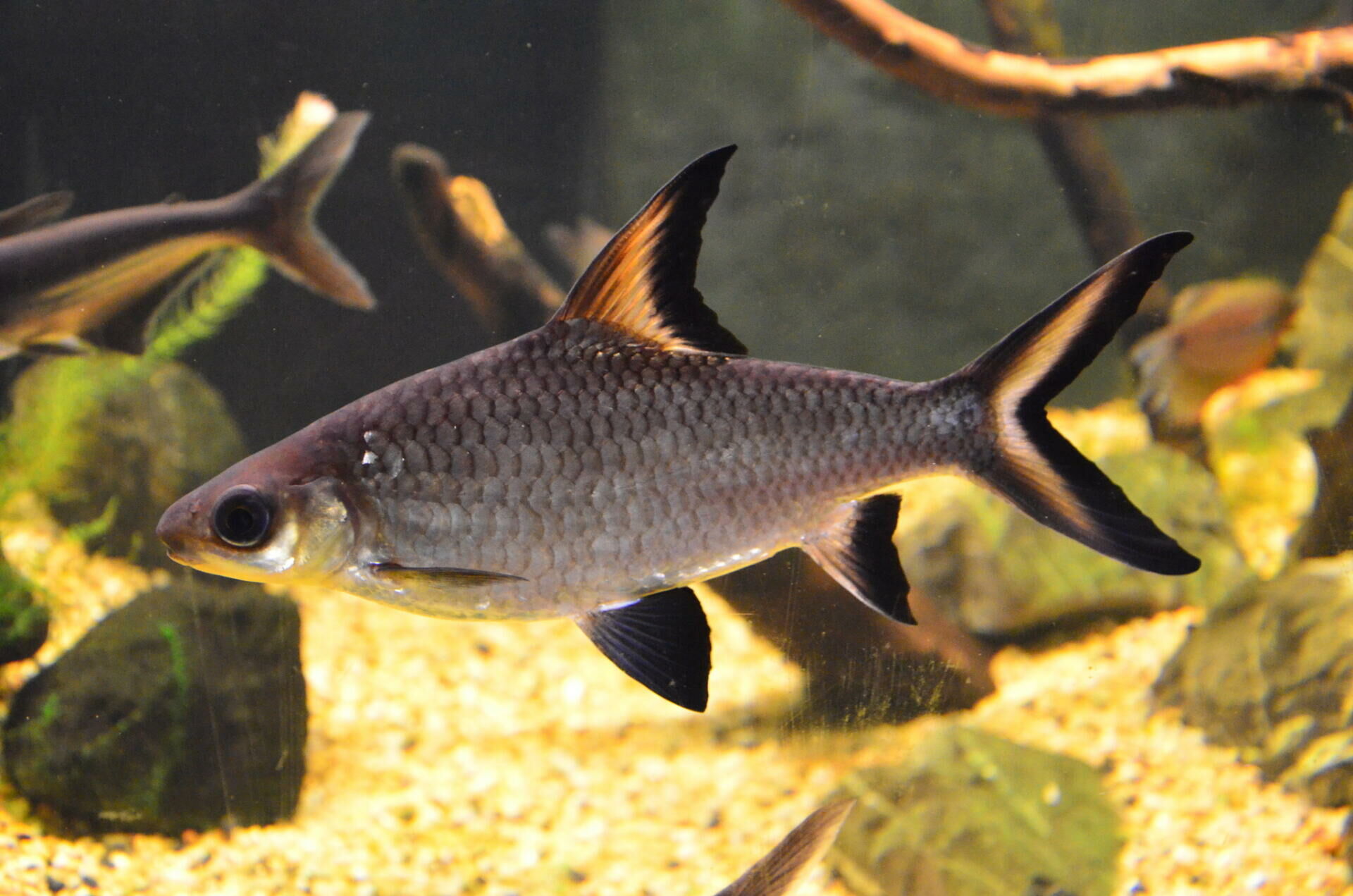 Imagem do Peixe Bala
